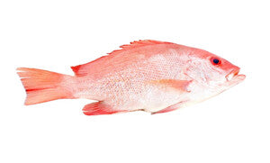 Fish Hamra (Red Snapper)