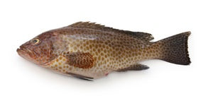 Fish Hamour