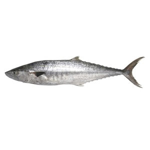 Khabat (King Fish Small)