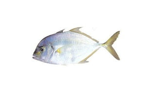 Jesh Gol Fish