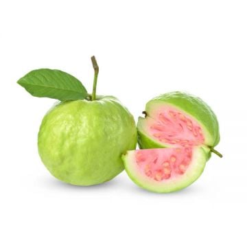 Guava Vietnam