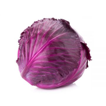 Cabbage Red